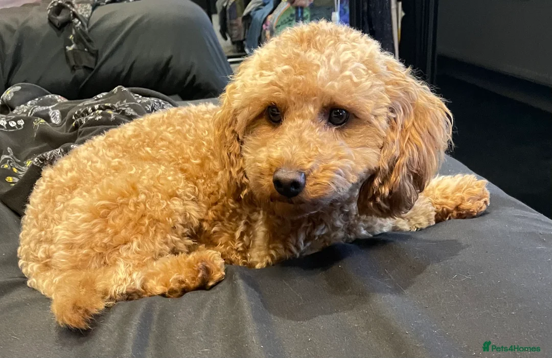 Poodle dogs for stud: PROVEN Red Toy Poodle. KC & Health Tested - Advert 4