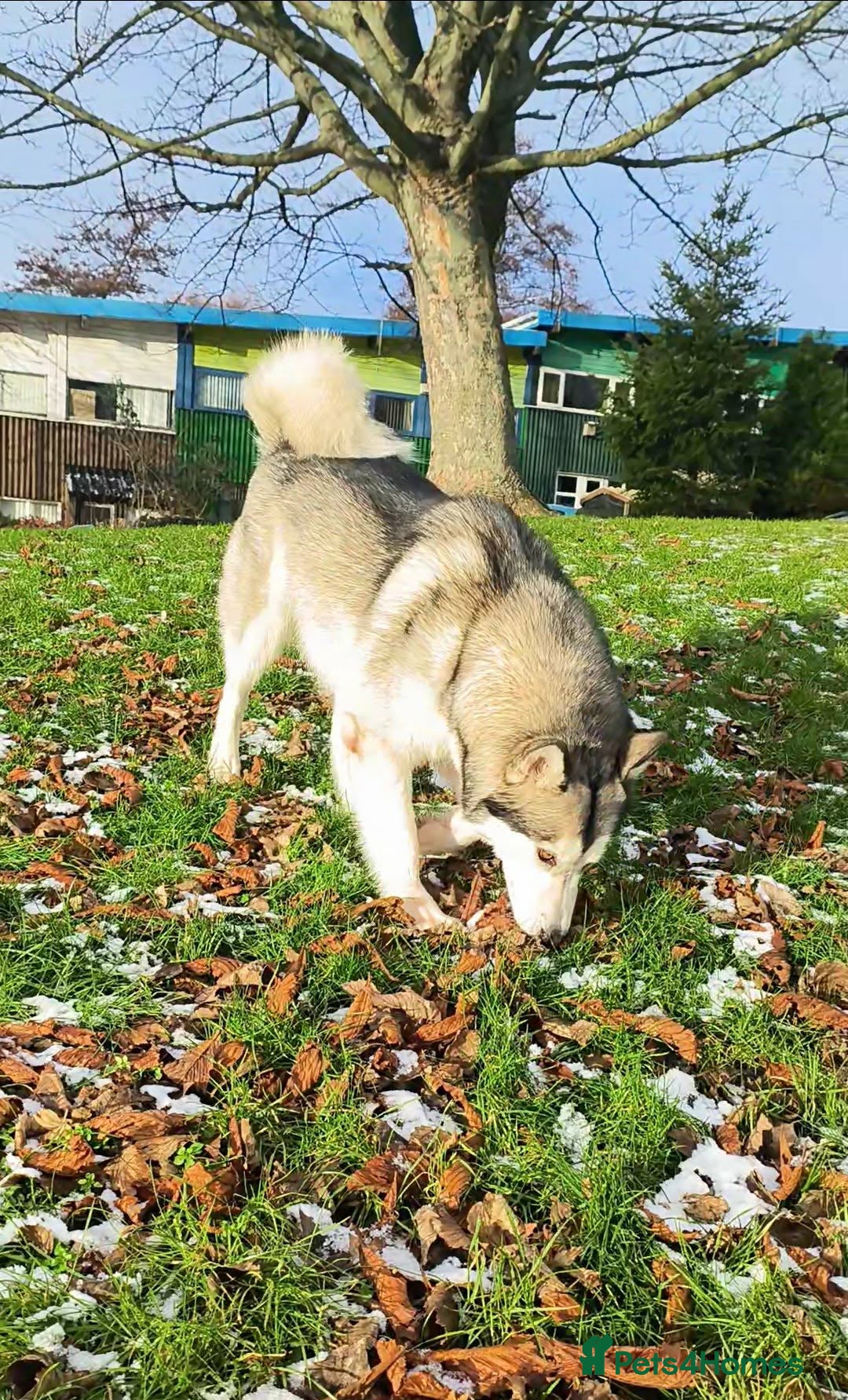 Mixed Breed dogs Alaskan Malamute – Responsible New Home Needed - Advert 3