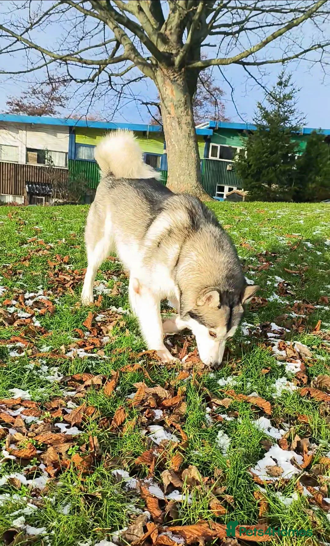 Mixed Breed dogs for sale: Alaskan Malamute – Responsible New Home Needed - Advert 1