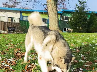 Mixed Breed dogs Alaskan Malamute – Responsible New Home Needed - Advert 3