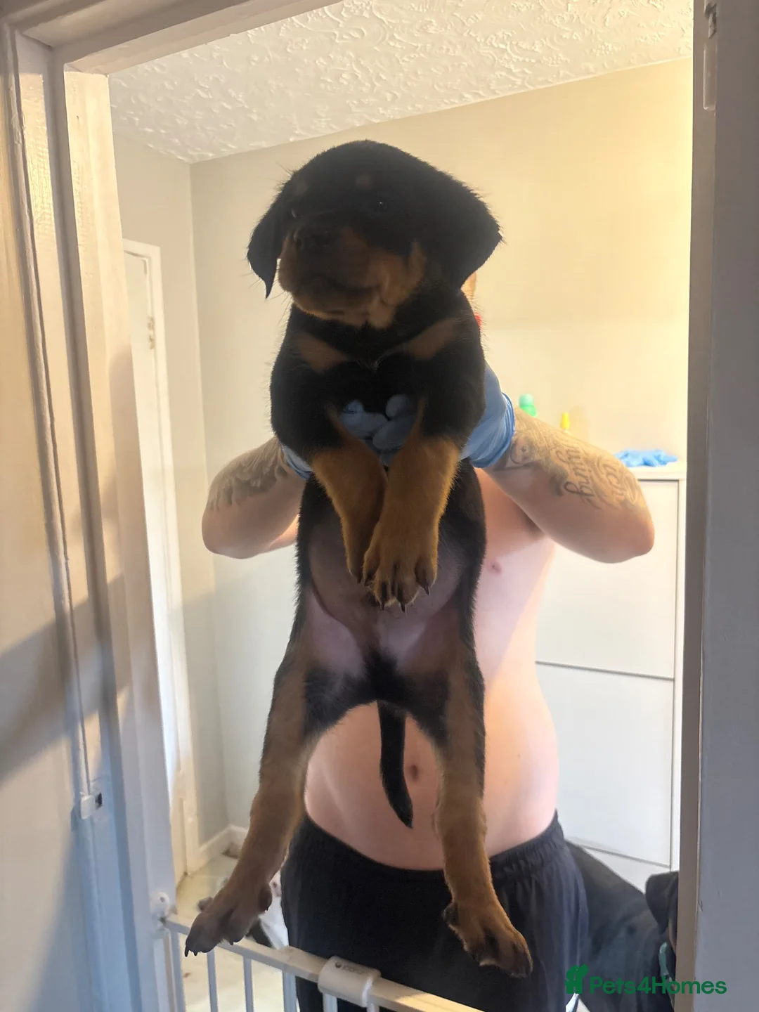 Rottweiler dogs for sale: READY TO GO! Rottweiler puppies  - Advert 1