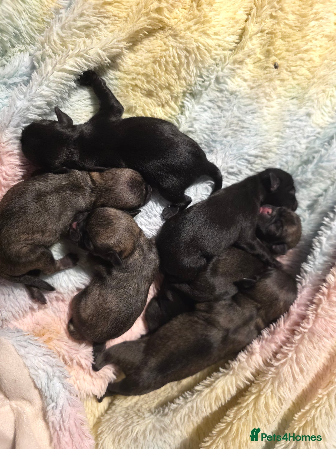 Pug dogs for sale: KC Pug puppies 4 girls 3 boys - Image 12