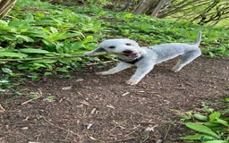 Bedlington Terrier dogs for stud: KC Registered Bedlington Terrier Stud in Ferryhill - Image 12