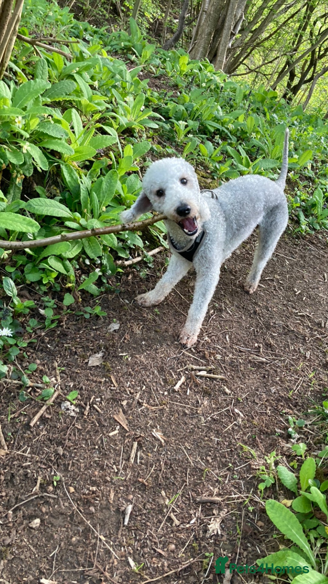 Bedlington Terrier dogs for stud: KC Registered Bedlington Terrier Stud in Ferryhill - Image 12