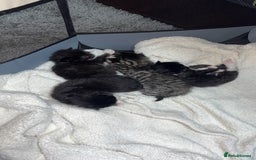 Domestic Shorthair cats for sale: 3 gorgeous tuxedo kittens for sale. - Image 1