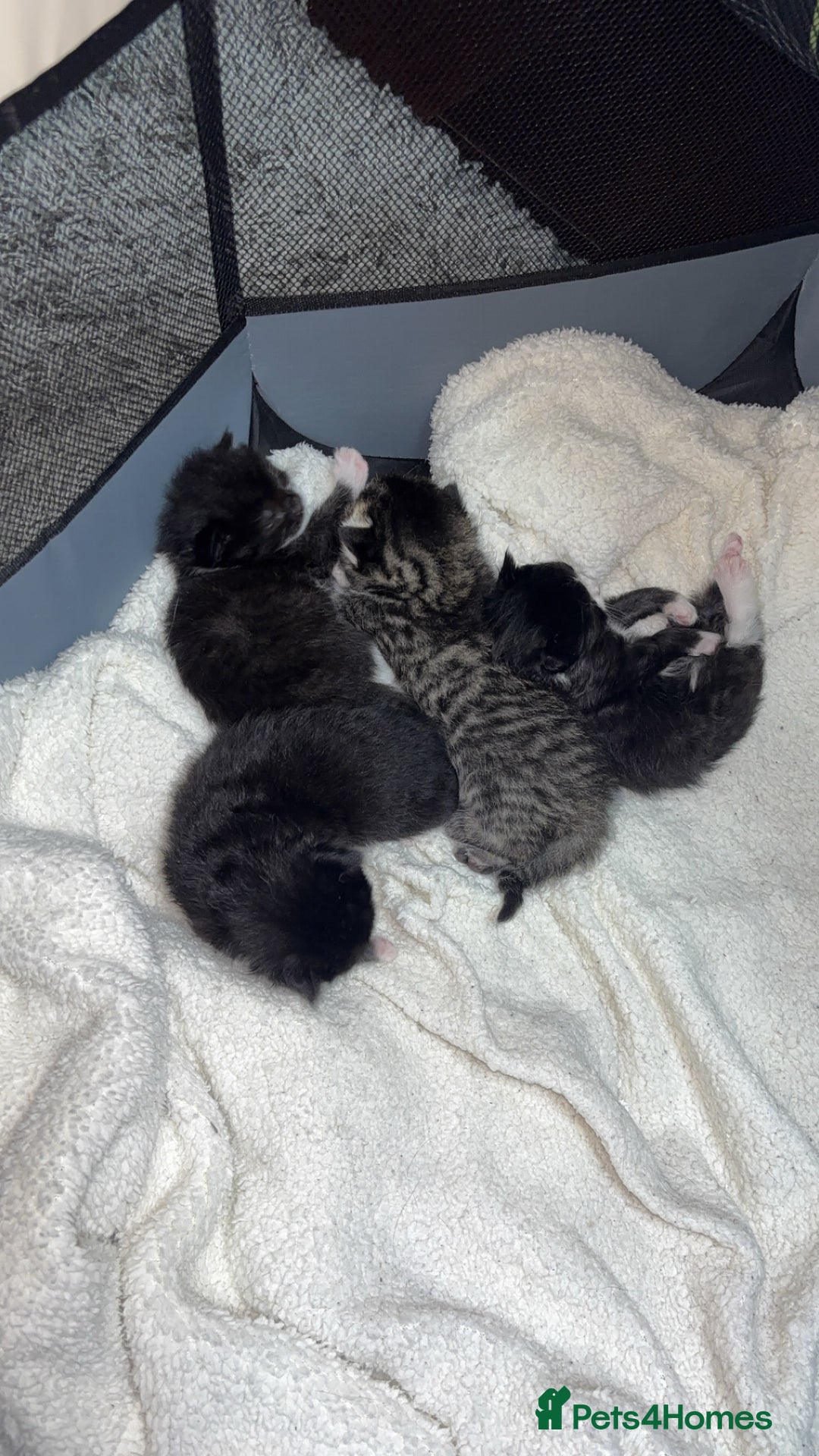 Domestic Shorthair cats for sale: 3 gorgeous tuxedo kittens for sale. - Image 1