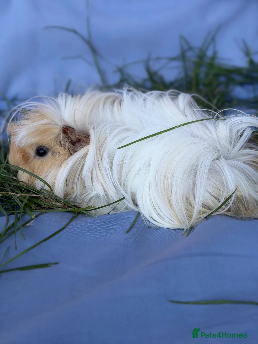 Guinea Pig rodents for sale: Caramel and Mellow in Aylesbury - Advert 2