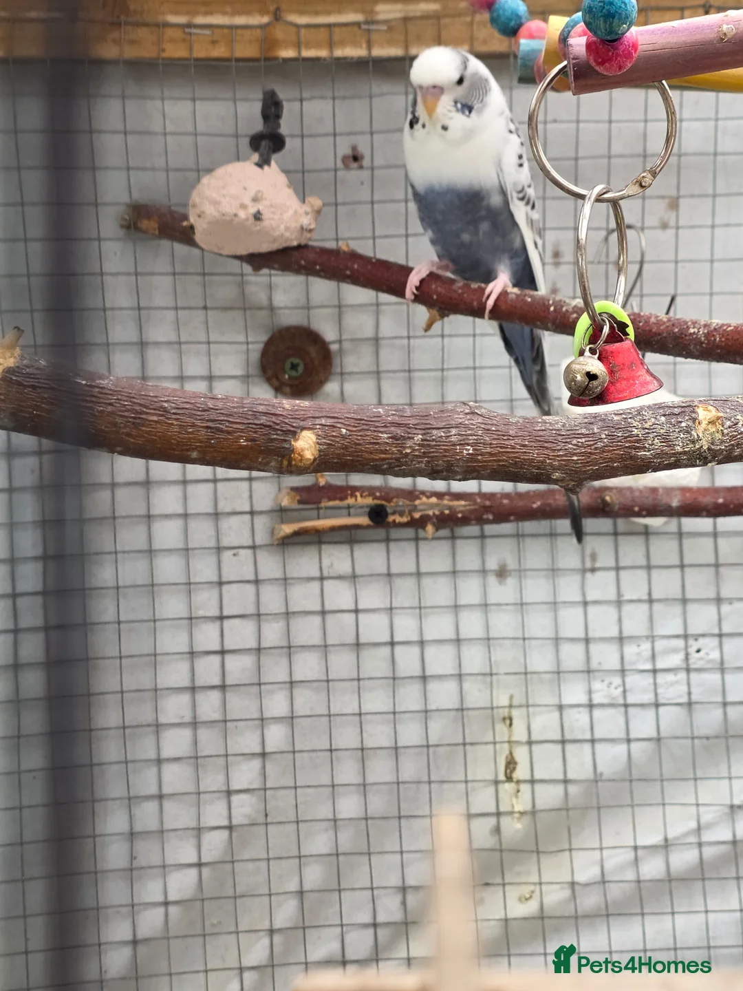 Budgerigars birds for sale: Budgies and guliden finch  - Advert 18