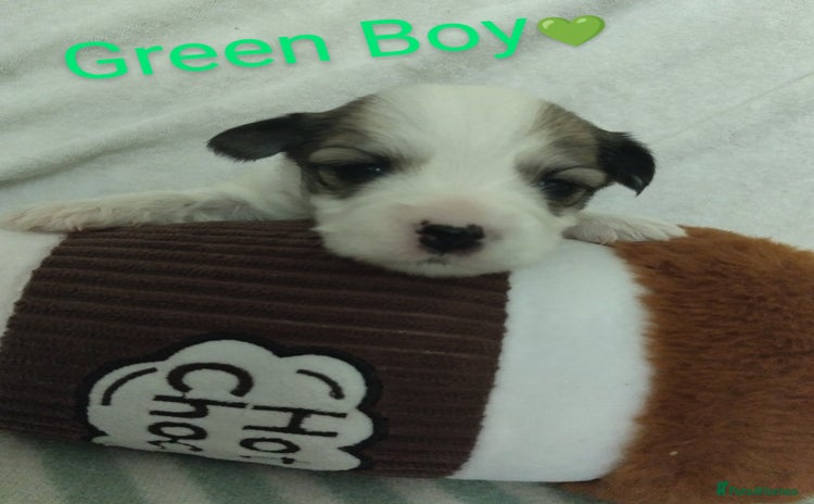 Morkie dogs - Advert 4