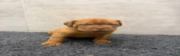Dogue De Bordeaux dogs for sale: ** world class puppys** - Advert 7