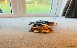 Beagle dogs for stud: Beagle **Stud only** - Image 4