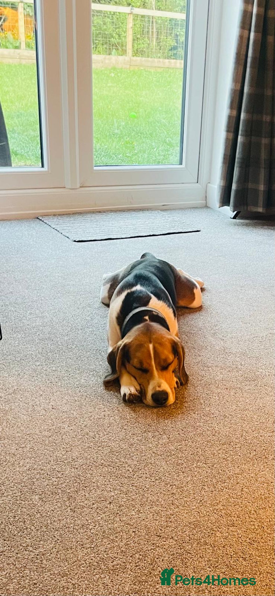 Beagle dogs for stud: Beagle **Stud only** - Image 4