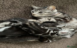 American Shorthair cats for sale: Three beautiful Kittens  - Image 12