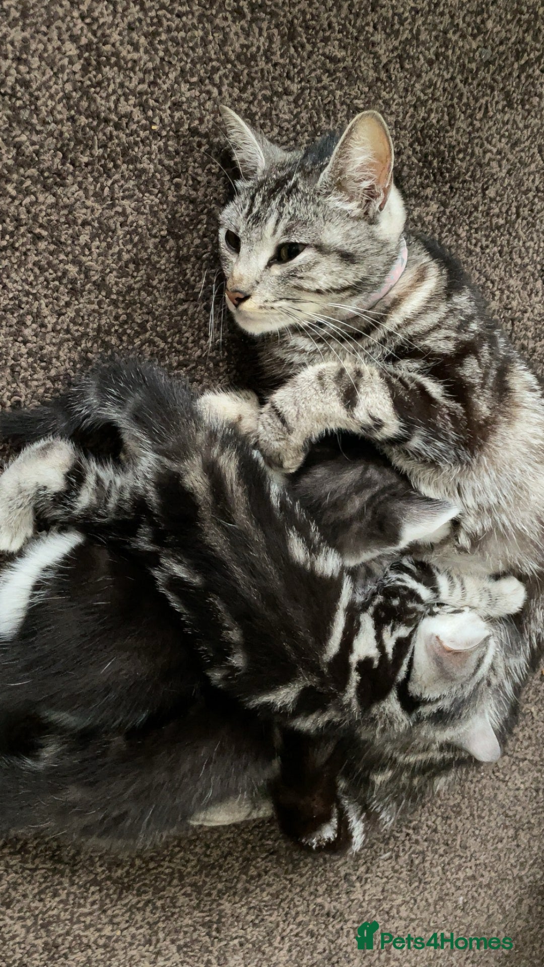 American Shorthair cats for sale: Three beautiful Kittens  - Image 12
