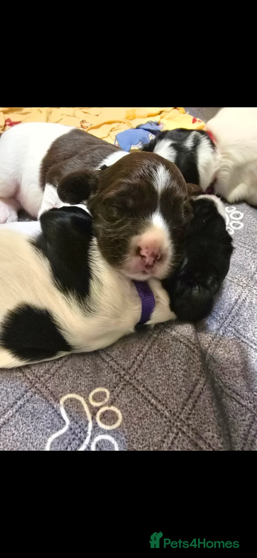 English Springer Spaniel dogs for sale: Health Tested KS English Springer Spaniel puppies  - Advert 8