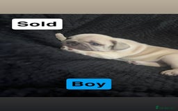 French Bulldog dogs for sale: French bulldog puppies  - Image 7