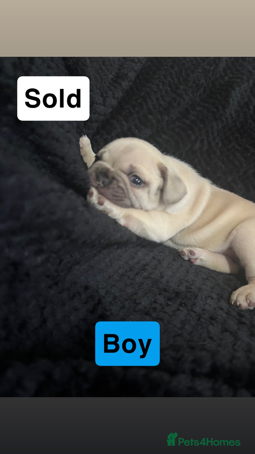 French Bulldog dogs for sale: French bulldog puppies  - Image 7