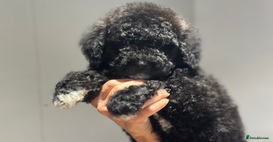 Mixed Breed dogs F1B SAINTBERNADOODLE  FULL VET CHECKED ALL HEALTHY - Advert 1