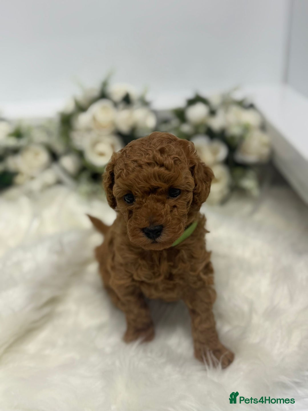 Toy Poodle dogs for sale: Tiny toy poodle puppy - Advert 1