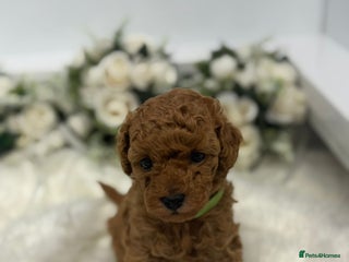 Toy Poodle dogs Tiny toy poodle puppy - Advert 1