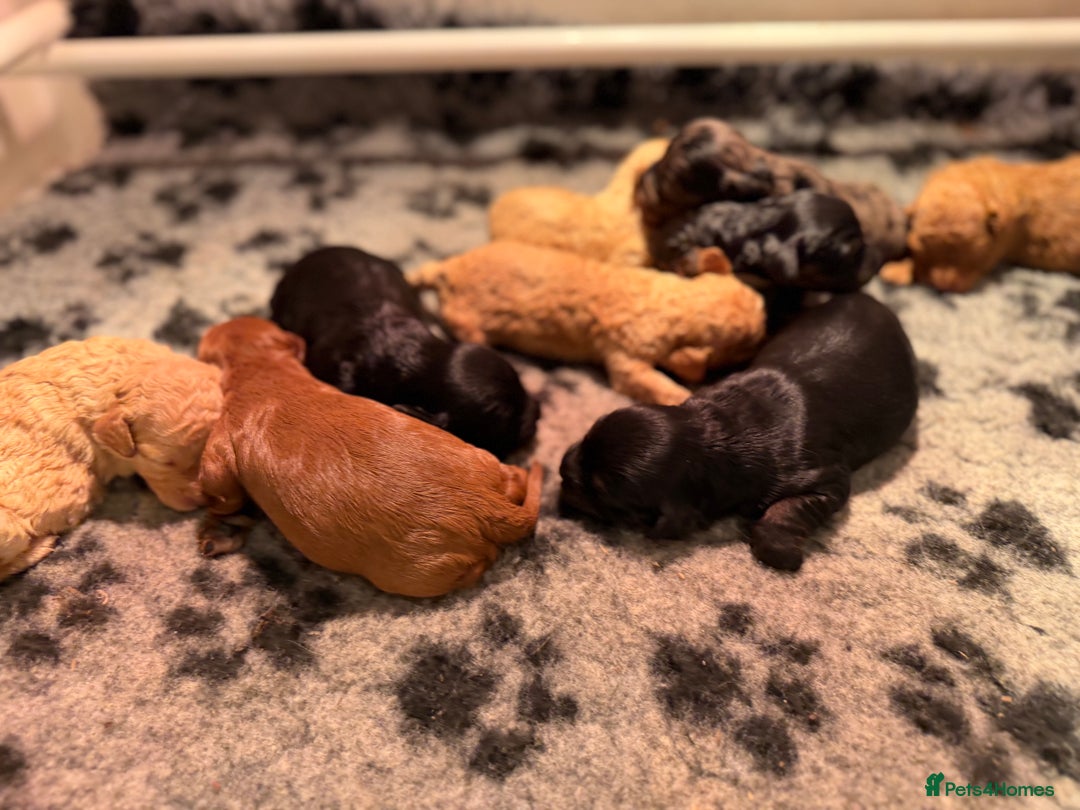 Cavapoo dogs for sale: Top quality F1 Cavapoo puppies - Advert 6