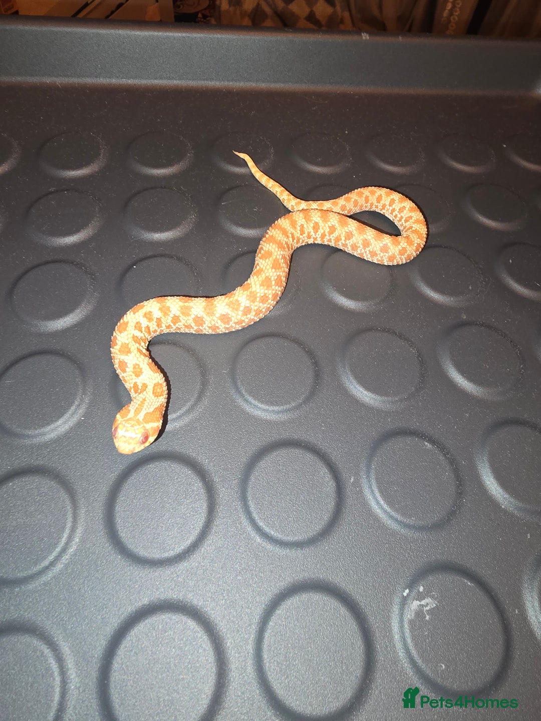 Snake reptiles for sale: Male albino hognose snake  - Advert 7