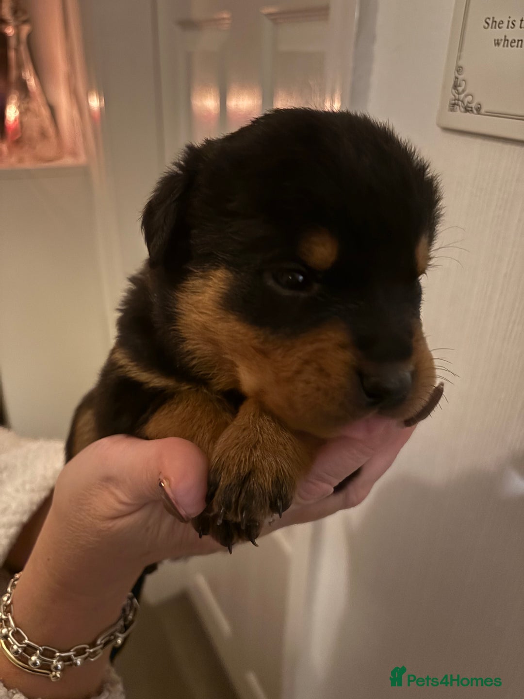 Rottweiler dogs for sale: Rottweiler Puppies  - Image 4
