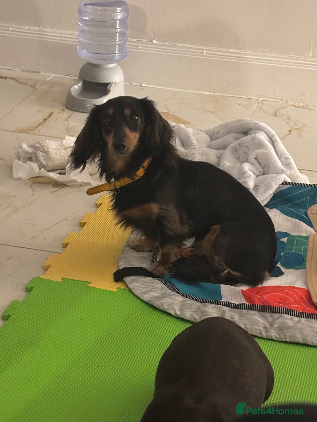 Miniature Dachshund dogs for sale: *FOR SALE* - Advert 2