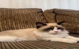 Ragdoll cats for sale: Male  - Image 2