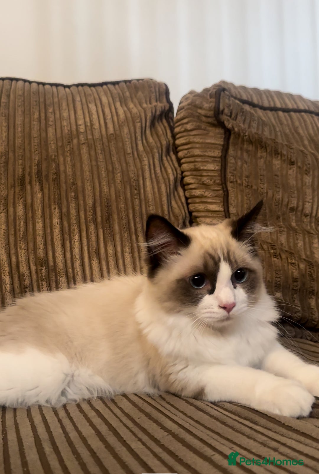 Ragdoll cats for sale: Male  - Image 2