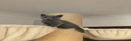 Russian Blue cats for sale: TICA registered Russian Blue kittens - Advert 3