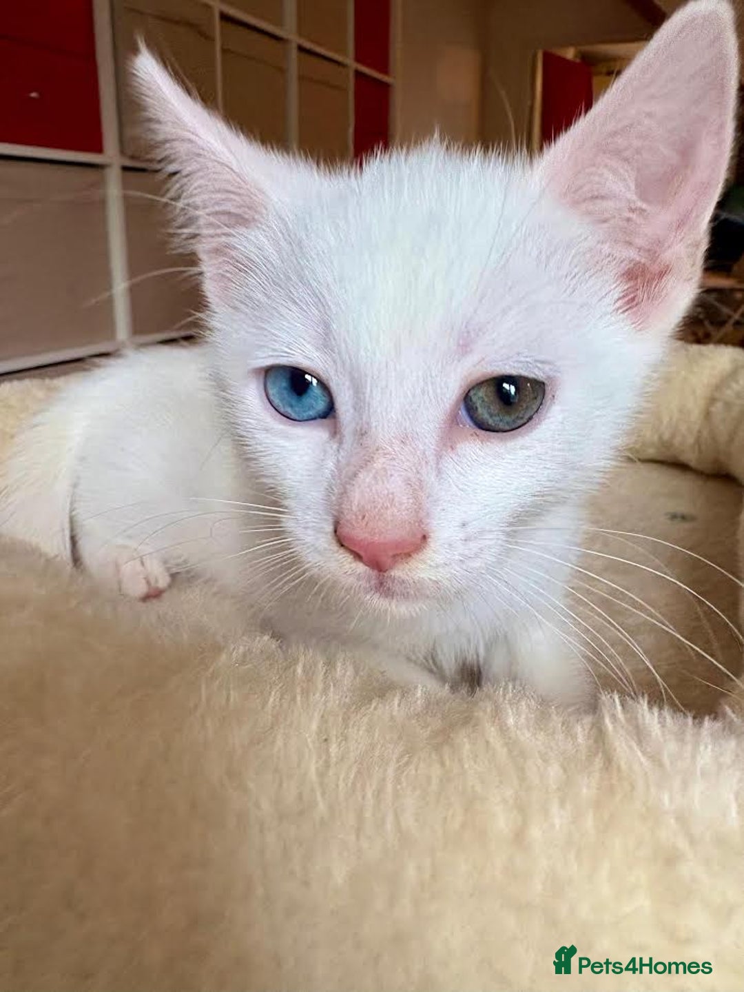 Mixed Breed cats for sale: Beautiful kittens for sale - Image 5