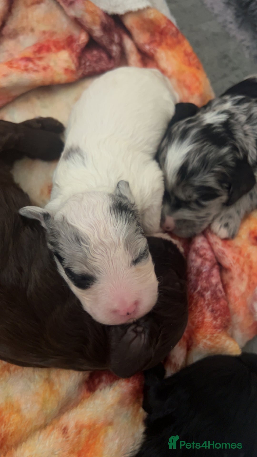 Cockapoo dogs for sale: Multi-Gen Cockapoo Puppies for sale.  - Image 8