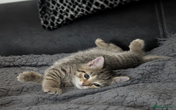 Mixed Breed cats for sale: Beautiful chinchilla Persian cross kittens - Image 4