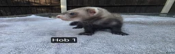 Ferret rodents for sale: New Kits Ready To Go  - Advert 13