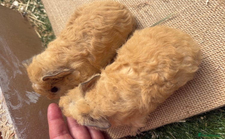 Guinea Pig rodents - Advert 6