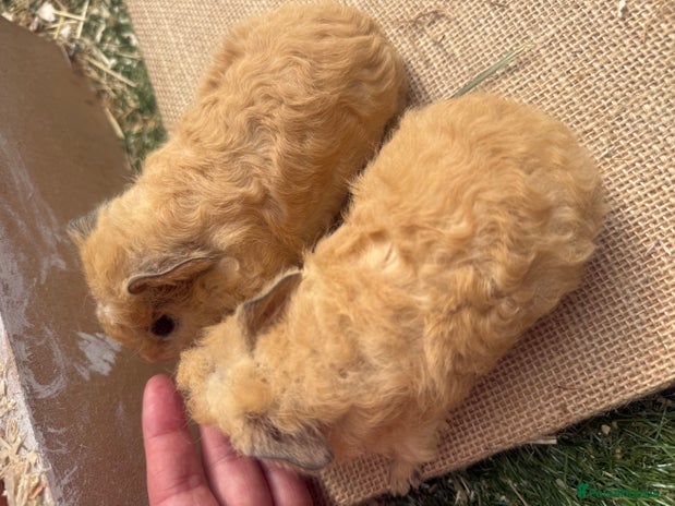 Guinea Pig rodents - Advert 6