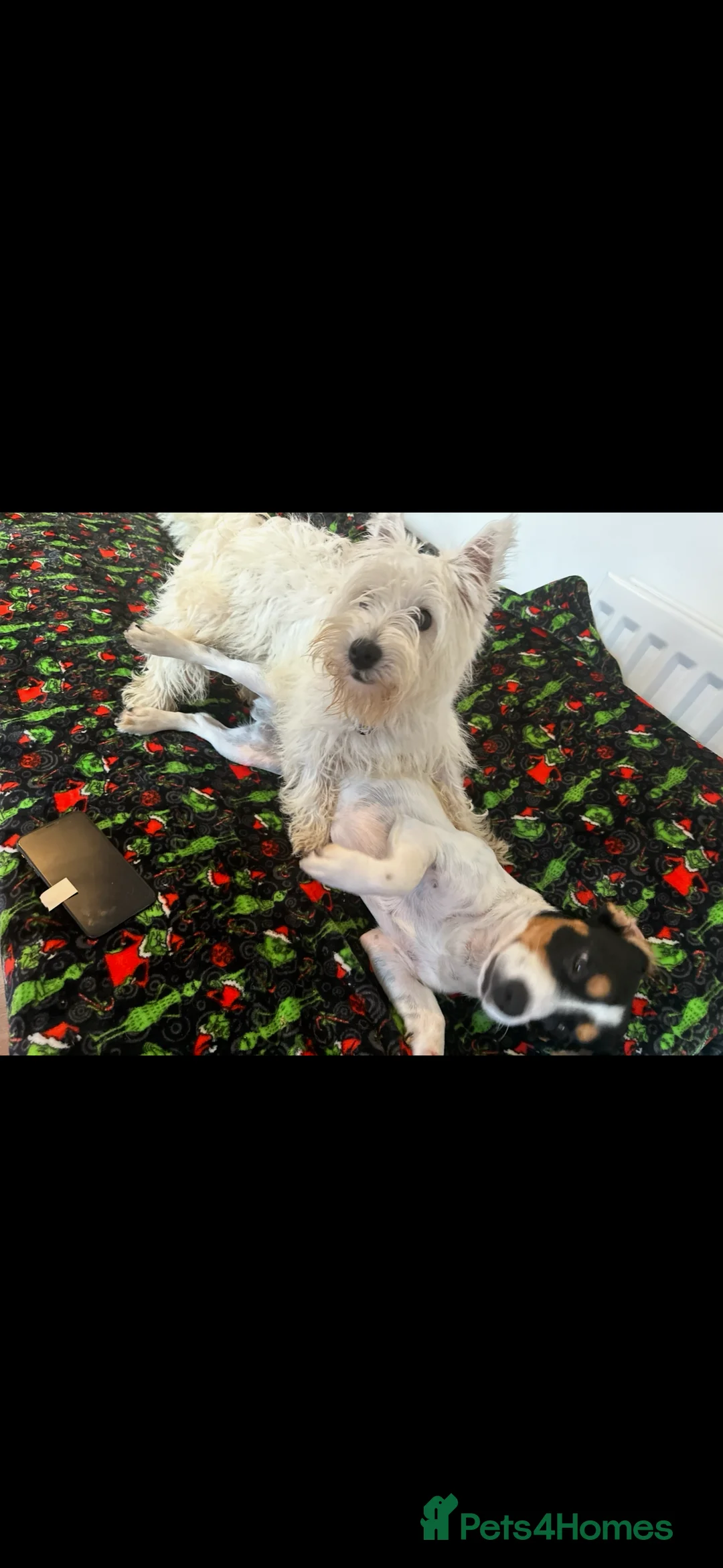 Mixed Breed dogs for sale: West Highland Terrier mixed puppies READY SUNDAY!! - Advert 1