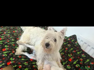 Mixed Breed dogs West Highland Terrier mixed puppies READY SUNDAY!! - Advert 3