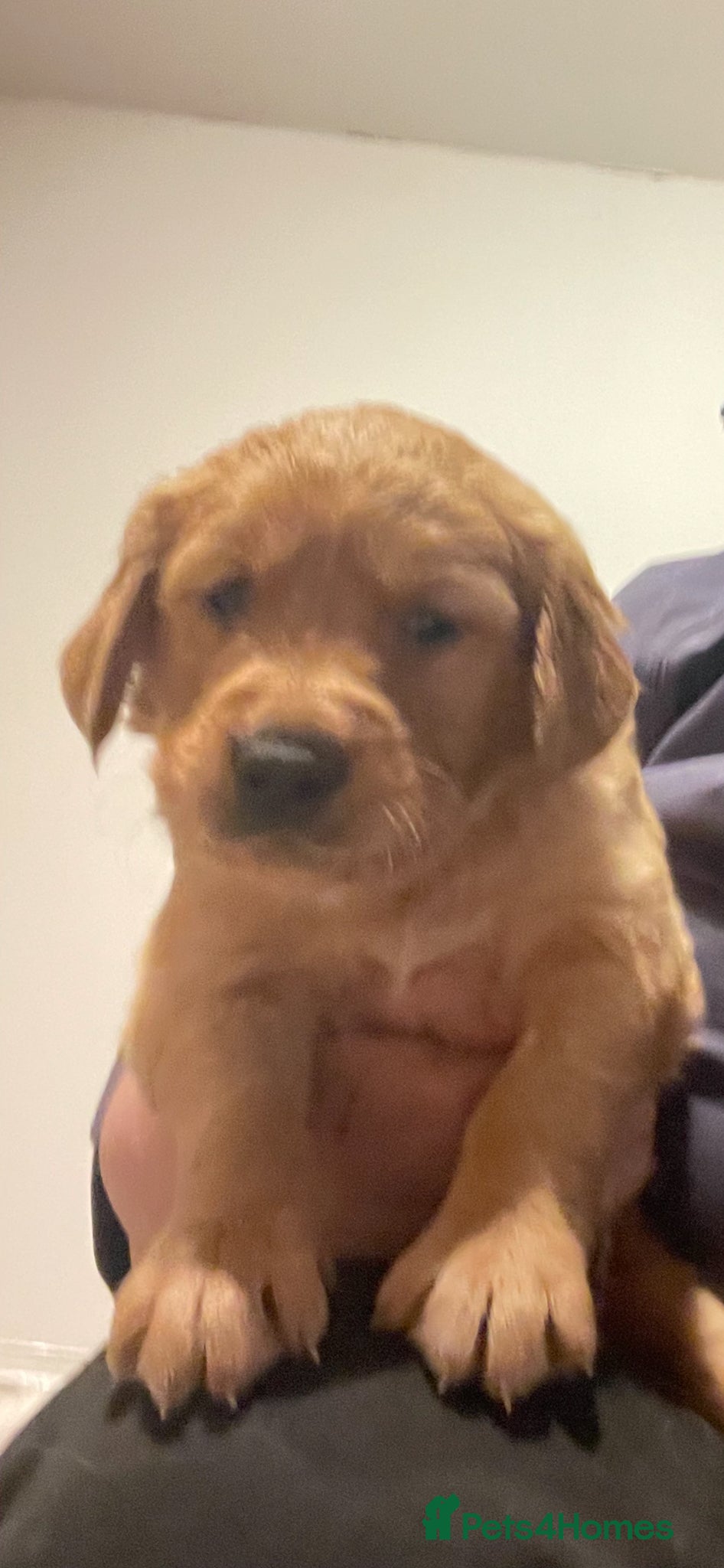 Golden Retriever dogs for sale: Beautiful, KC registered  Golden Retriever puppies - Advert 3
