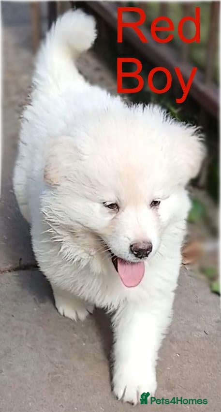 German Shepherd dogs READY NOW! Stunning German Shepherds - Advert 4