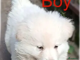 German Shepherd dogs READY NOW! Stunning German Shepherds - Advert 4