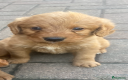 Labradoodle dogs for sale: Miniature F1 labradoodle  - Image 6