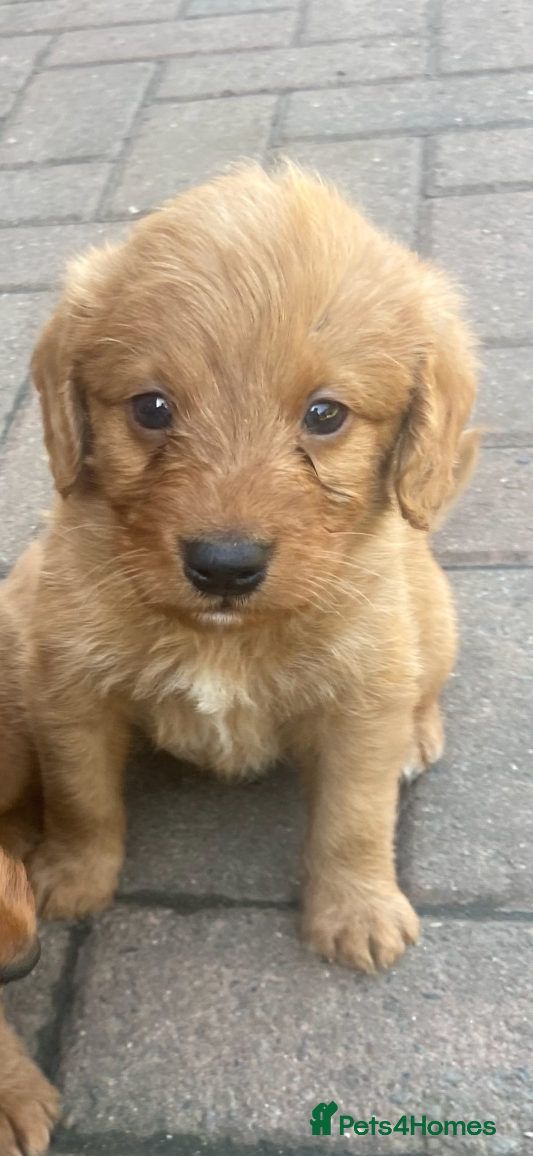 Labradoodle dogs for sale: Miniature F1 labradoodle  - Image 6