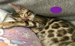 Bengal cats for sale: 5 Stunning Bengal girls ready for their new homes - Image 5