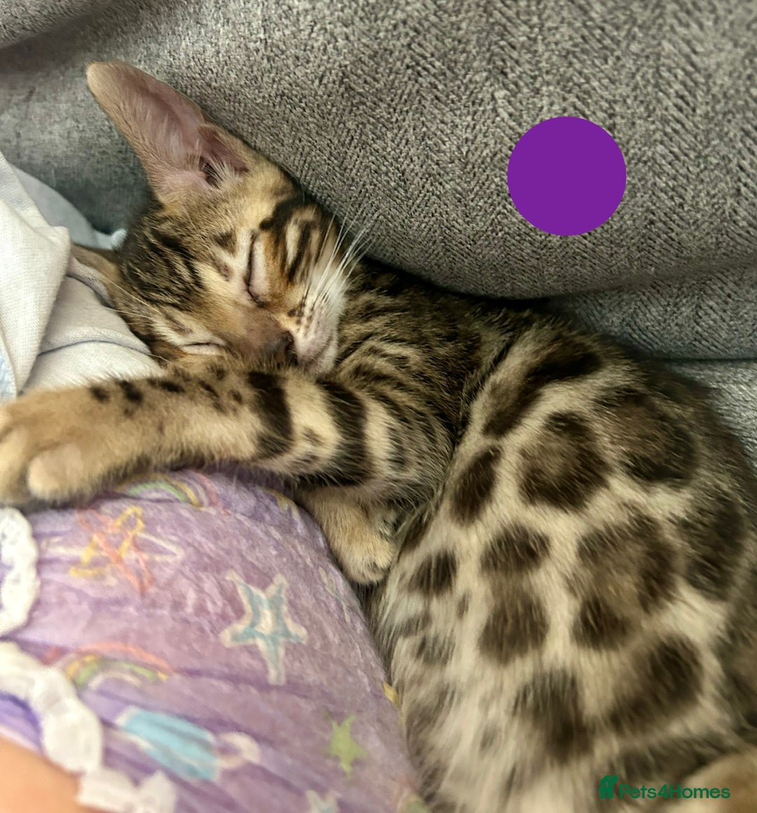 Bengal cats for sale: 5 Stunning Bengal girls ready for their new homes - Image 5