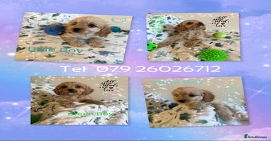 Cavapoo dogs - Advert 11