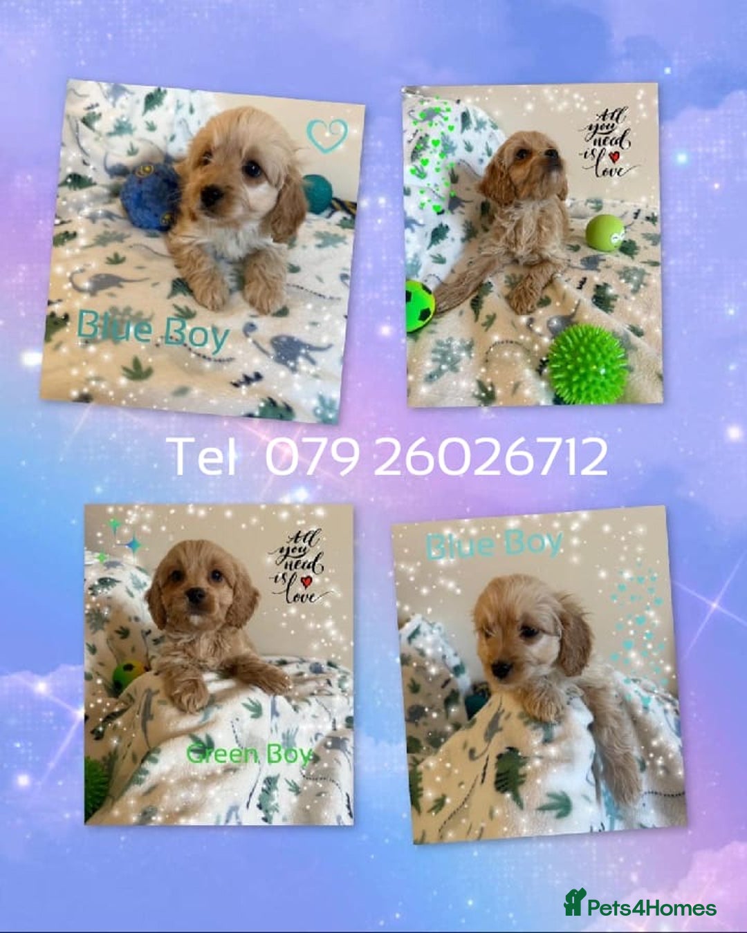 Cavapoo dogs for sale: ✨Ready Now🐾Exceptional Cavapoo Puppies🐾 - Image 2