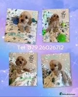Cavapoo dogs - Advert 11
