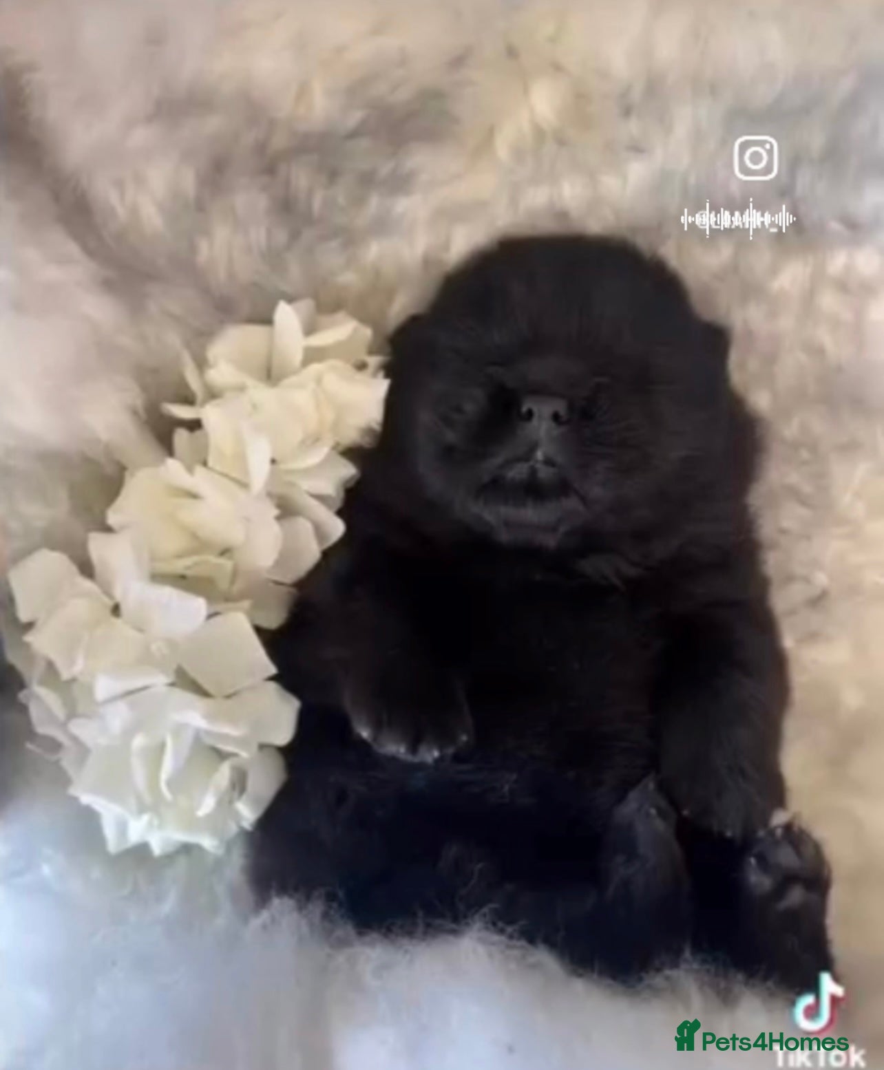 Chow Chow dogs Chow chow - Advert 1